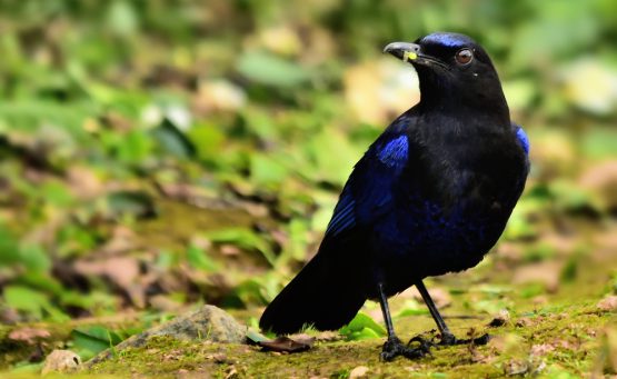 THE WHISTLING WIZARD OF THE WOODS