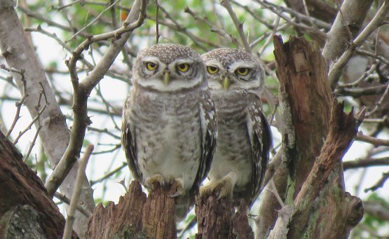 SPOTTING THE SPOTTED OWL