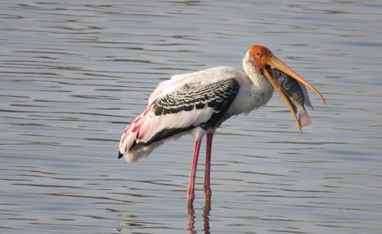 IN SEARCH OF BILLS BY THE LAKESIDE